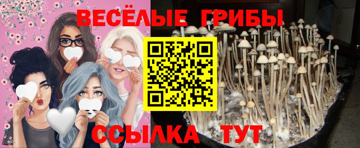 Псилоцибиновые грибы GOLDEN TEACHER  Вход с VPN  Ярославль 
